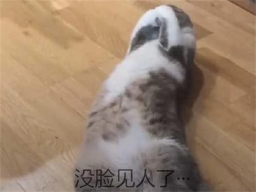 出门忘记关空调 猫咪独自在家享受 回来一看笑喷了