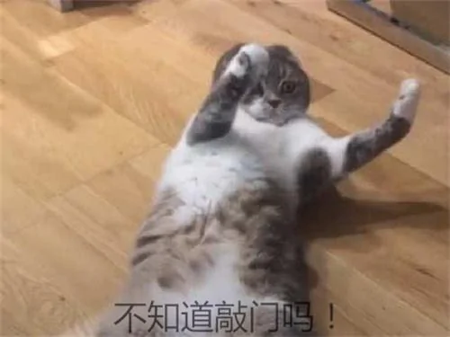 出门忘记关空调 猫咪独自在家享受 回来一看笑喷了