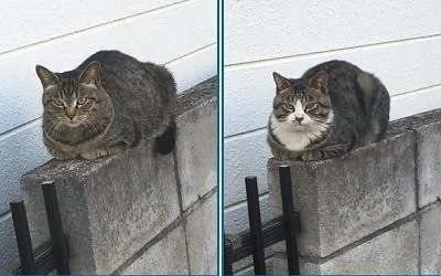 两只流浪猫每天用同样的姿势蹲在墙上蹭吃的 网友大赞猫咪聪明!