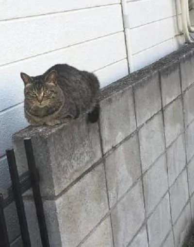 两只流浪猫每天用同样的姿势蹲在墙上蹭吃的 网友大赞猫咪聪明!