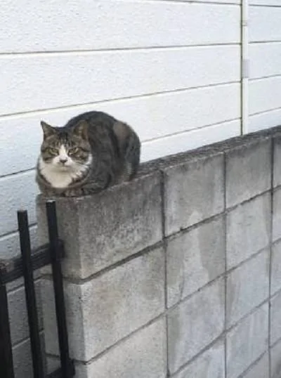 两只流浪猫每天用同样的姿势蹲在墙上蹭吃的 网友大赞猫咪聪明!