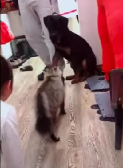 霸气猫皇看到小主人被欺负 对着狗狗就来一招“旋风腿”:朕的人你也敢碰!