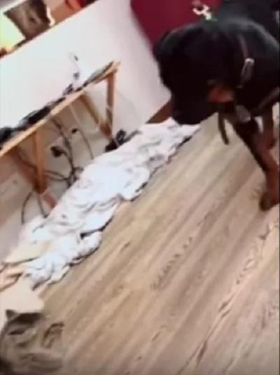 霸气猫皇看到小主人被欺负 对着狗狗就来一招“旋风腿”:朕的人你也敢碰!