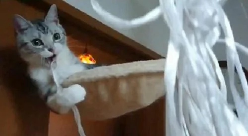 宠主为了让猫咪开心 想到用“这招”来逗猫 令猫咪笑得合不拢嘴!