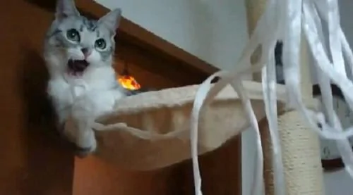 宠主为了让猫咪开心 想到用“这招”来逗猫 令猫咪笑得合不拢嘴!