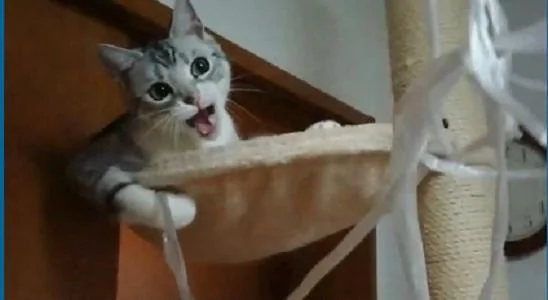 宠主为了让猫咪开心 想到用“这招”来逗猫 令猫咪笑得合不拢嘴!
