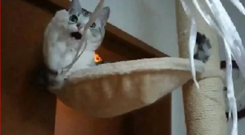 宠主为了让猫咪开心 想到用“这招”来逗猫 令猫咪笑得合不拢嘴!
