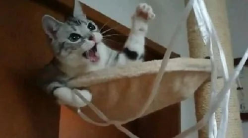 宠主为了让猫咪开心 想到用“这招”来逗猫 令猫咪笑得合不拢嘴!