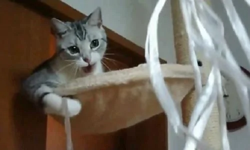 宠主为了让猫咪开心 想到用“这招”来逗猫 令猫咪笑得合不拢嘴!