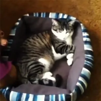 狗狗的窝被猫咪抢了 大部分敢怒不敢言 少部分反抗!