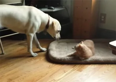 狗狗的窝被猫咪抢了 大部分敢怒不敢言 少部分反抗!