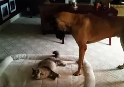 狗狗的窝被猫咪抢了 大部分敢怒不敢言 少部分反抗!