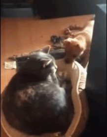 狗狗的窝被猫咪抢了 大部分敢怒不敢言 少部分反抗!