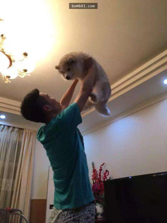 主人刚养阿拉斯加时玩“飞高高” 9个月后主人要被“飞高高”!