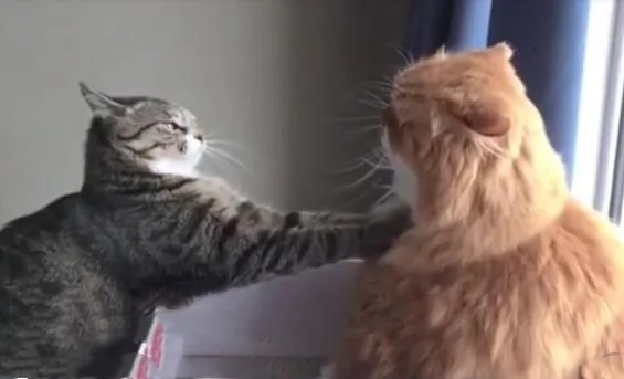 橘猫以为狸花猫来找茬打架 欲出手 狸花猫急忙伸长了手:哥 别冲动!