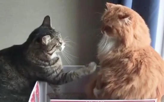 橘猫以为狸花猫来找茬打架 欲出手 狸花猫急忙伸长了手:哥 别冲动!