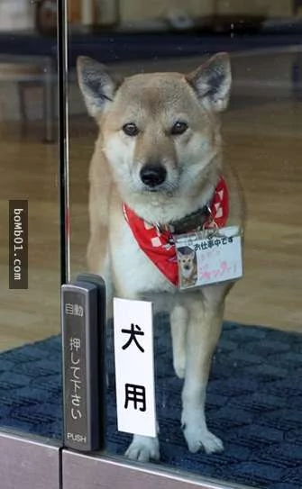 这家店安装了一个“犬用”按键 客人走到门口 店家的萌犬会跑过来开门!