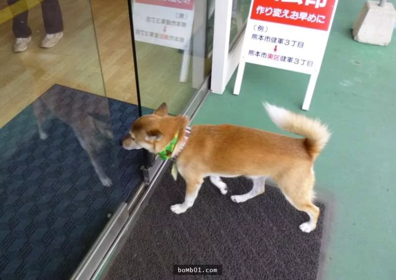 这家店安装了一个“犬用”按键 客人走到门口 店家的萌犬会跑过来开门!