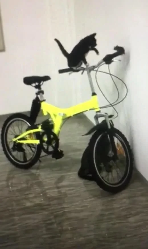 两只猫围剿一只老鼠 老鼠被迫跳上自行车把 鼠:我认你做大哥!