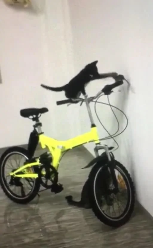 两只猫围剿一只老鼠 老鼠被迫跳上自行车把 鼠:我认你做大哥!