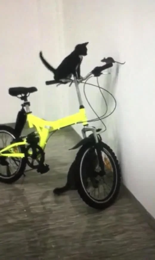 两只猫围剿一只老鼠 老鼠被迫跳上自行车把 鼠:我认你做大哥!