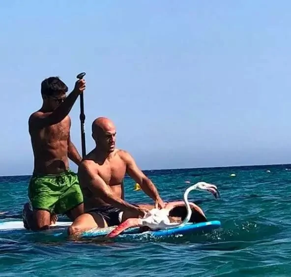 倒霉的火烈鸟被卷入大海中溺水 小哥伸出援手救命!