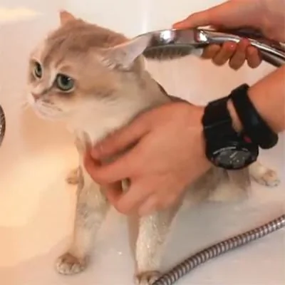 主人给猫咪洗完澡后就把它裹起来了 网友:猫头鹰也要洗澡?