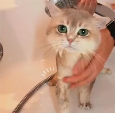 主人给猫咪洗完澡后就把它裹起来了 网友:猫头鹰也要洗澡?