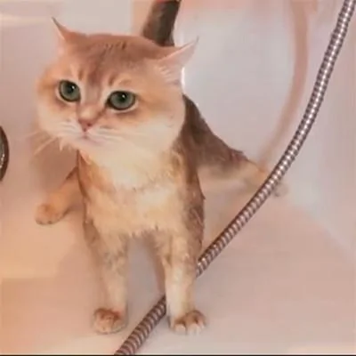 主人给猫咪洗完澡后就把它裹起来了 网友:猫头鹰也要洗澡?
