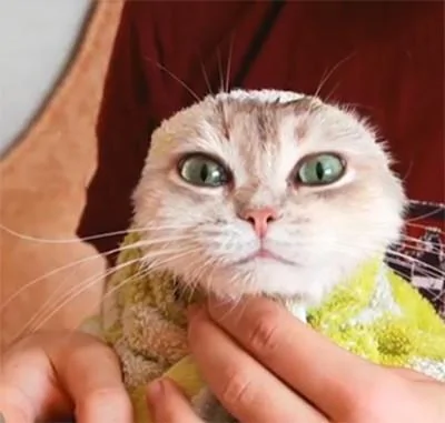 主人给猫咪洗完澡后就把它裹起来了 网友:猫头鹰也要洗澡?