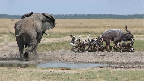 野外一群猎狗攻击羚羊 没想到大象前来相助!