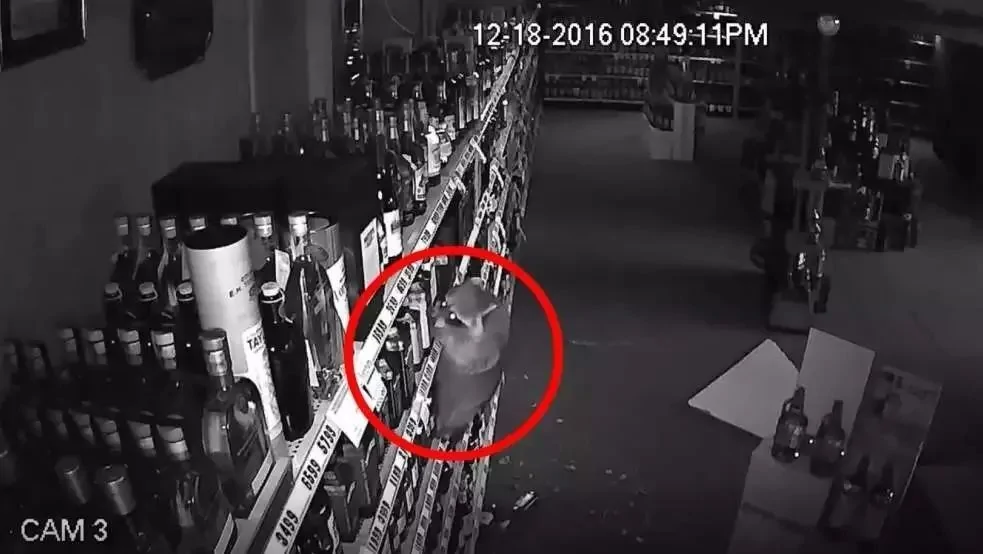 凌晨监控拍下这一幕 惯犯偷盗全程被曝光 所有人都该来看看!