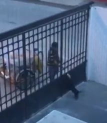 正在减肥的狗狗越来越胖 主人后来发现竟然有人给它送下午茶!