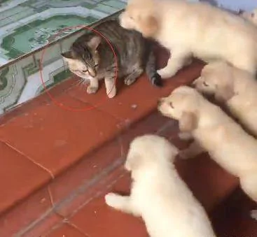 家里的猫咪自从狗狗生了宝宝以后 就再也没正常过!