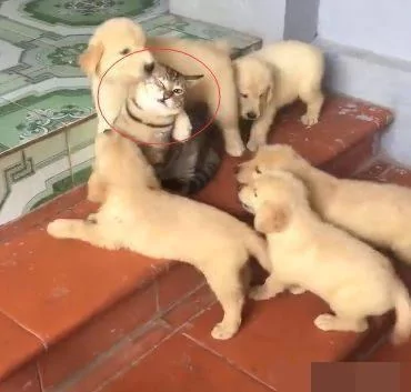 家里的猫咪自从狗狗生了宝宝以后 就再也没正常过!