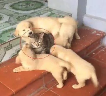 家里的猫咪自从狗狗生了宝宝以后 就再也没正常过!