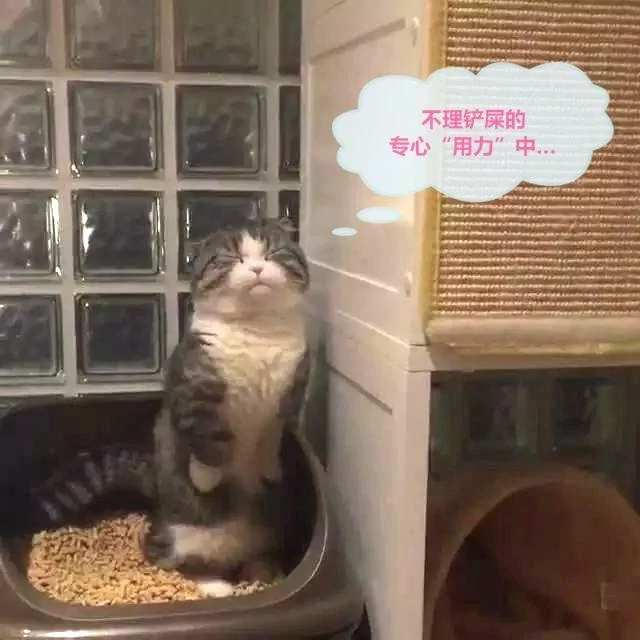 一只有些上火的猫咪 看它如厕时的表情 原谅我笑出了声!