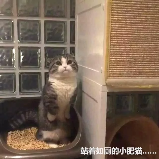 一只有些上火的猫咪 看它如厕时的表情 原谅我笑出了声!