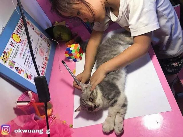 老师给小女孩布置了一个画猫的作业 她不会画 看到家里的猫 灵机一动!