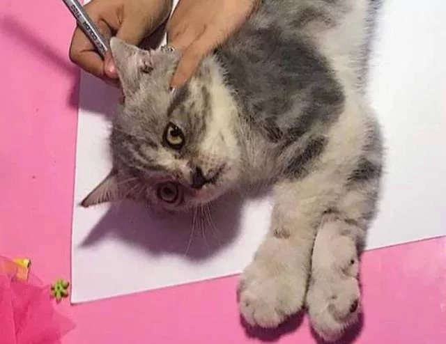 老师给小女孩布置了一个画猫的作业 她不会画 看到家里的猫 灵机一动!