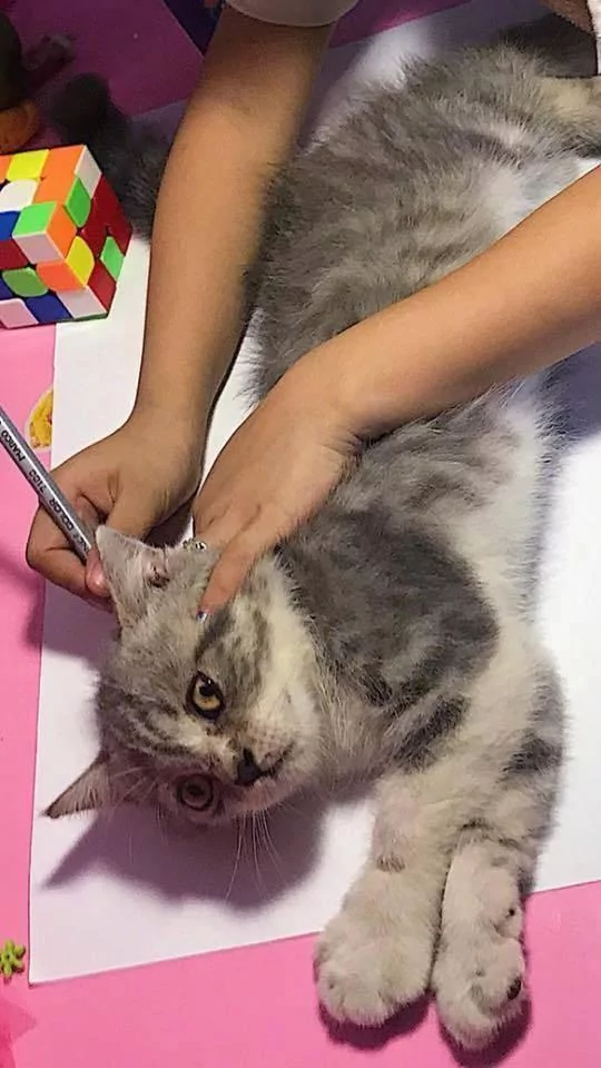 老师给小女孩布置了一个画猫的作业 她不会画 看到家里的猫 灵机一动!