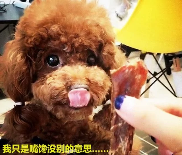 泰迪为护食对主人龇牙 亮出菜刀后立马变脸 反差笑哭众人!