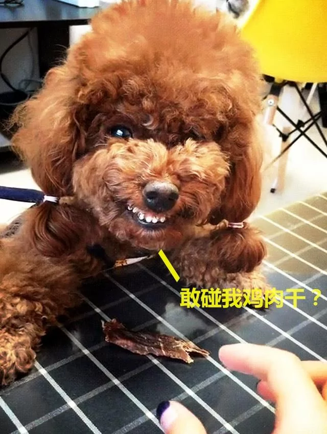 泰迪为护食对主人龇牙 亮出菜刀后立马变脸 反差笑哭众人!