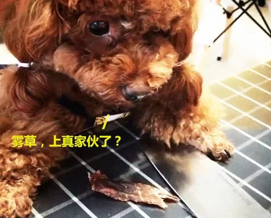泰迪为护食对主人龇牙 亮出菜刀后立马变脸 反差笑哭众人!