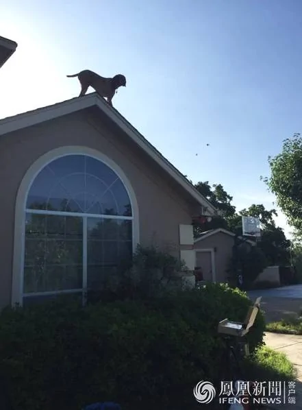 每天用独特方式等主人回家的狗