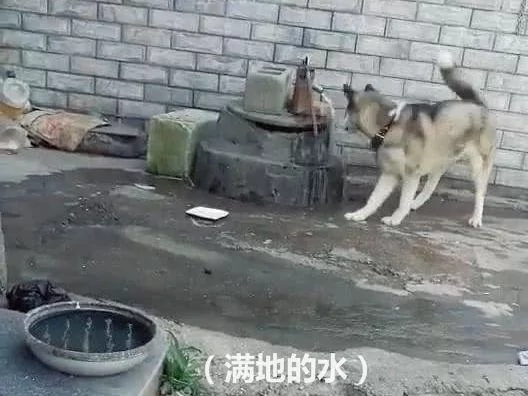 把二哈关在院子里悔过 几分钟后 主人惊奇的看到这一幕!