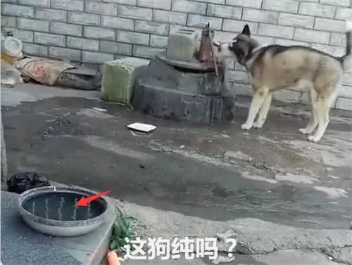 把二哈关在院子里悔过 几分钟后 主人惊奇的看到这一幕!