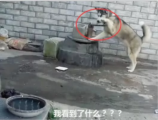 把二哈关在院子里悔过 几分钟后 主人惊奇的看到这一幕!