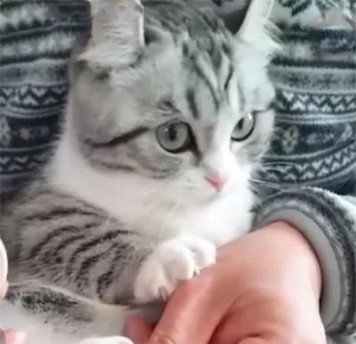 猫咪剪指甲时逃跑了 被逮回来时还一脸不爽 网友:太可爱了吧!