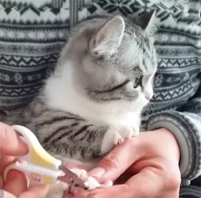 猫咪剪指甲时逃跑了 被逮回来时还一脸不爽 网友:太可爱了吧!